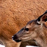 _MG_9278 biche et faon